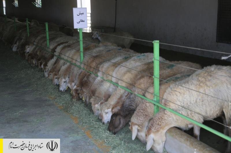 افتتاح فاز اول بزرگترین مجتمع پرورش دام سبک کشور در فشافویه و کلنگ‌زنی کارخانه لبنی توسط ستاد اجرایی فرمان امام