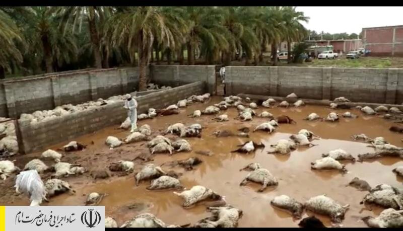 اهدای ۵۰۰ رأس دام سبک به سیل زدگان‌ جنوب کشور توسط ستاد اجرایی فرمان امام