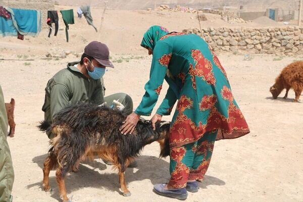 حضور جهادگران ستاد اجرایی فرمان امام در مناطق محروم کویر؛ خزان دامداران بهاری شد