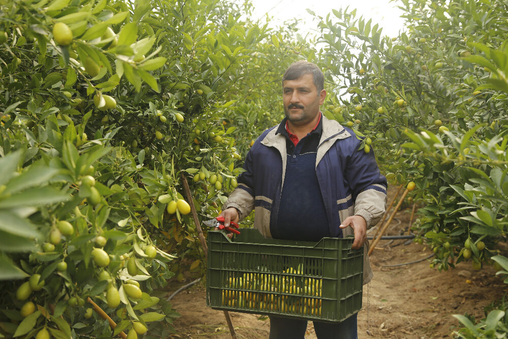 بهره برداری از ۱۰۰۰ طرح تولید محصولات گلخانه‌ای و آغاز عملیات اجرایی ۵۰ هکتار گلخانه جدید توسط ستاد اجرایی فرمان امام