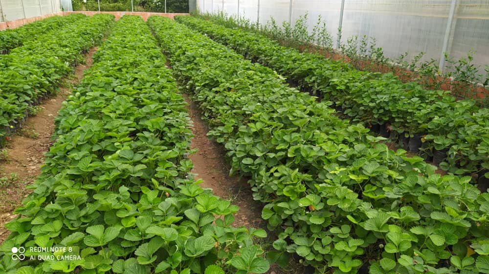 بهره برداری از ۱۰۰۰ طرح تولید محصولات گلخانه‌ای و آغاز عملیات اجرایی ۵۰ هکتار گلخانه جدید توسط ستاد اجرایی فرمان امام