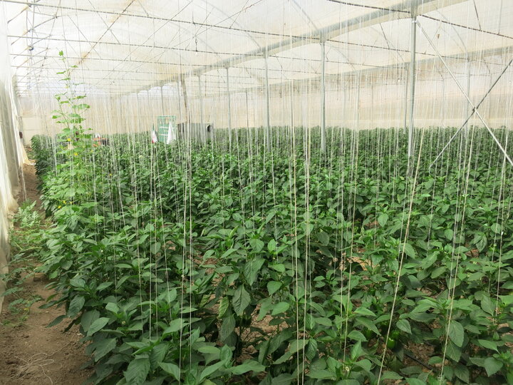 آیین بهره‌برداری از یک‌هزار طرح تولید محصولات گلخانه‌ای