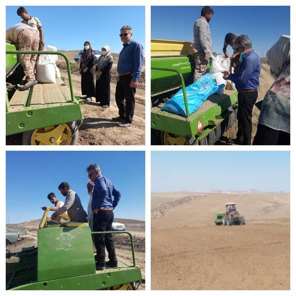 اجرای گام دوم طرح جهش تولید در دیمزارها در استان گلستان