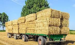 توزیع ۱۵۰ تن کاه توسط شرکت پردیس ستاد اجرایی فرمان امام 