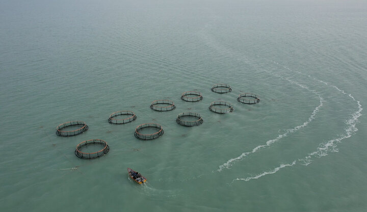 ایجاد ۱۵ هزار شغل در حوزه آبزی‌پروری جنوب شرق دریای خزر توسط ستاد اجرایی فرمان امام