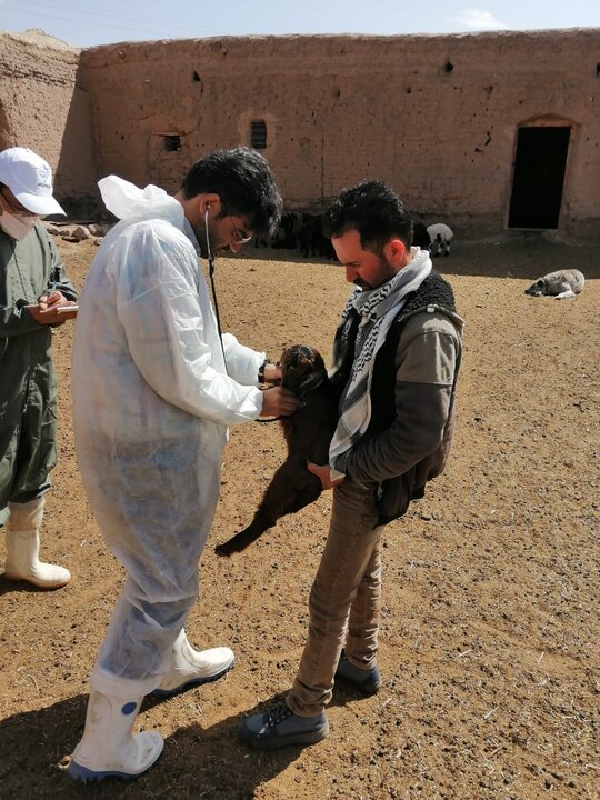 عملیات کاروان سلامت دام در روستاهای شهرستان میامی