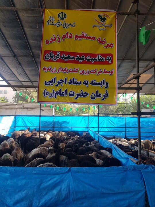 عرضه مستقیم بیش از ۴۰۰۰ راس دام سبک توسط شرکت زرین کشت ستاد اجرایی فرمان امام به مناسبت عید قربان