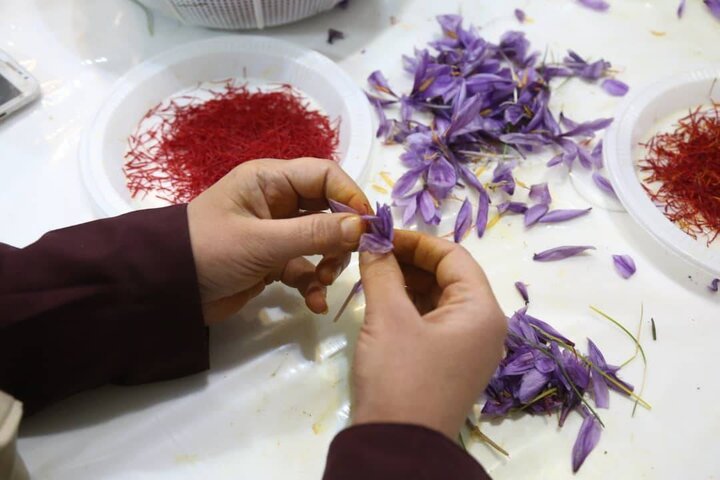 تیزر استخراج کروسین از زعفران در شرکت دانش بنیان گروه توسعه اقتصادی تدبیر