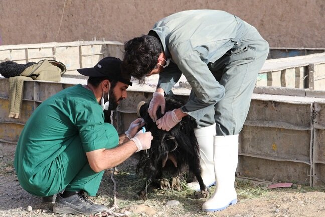 اجرای طرح کاروان سلامت دام در سراسر کشور