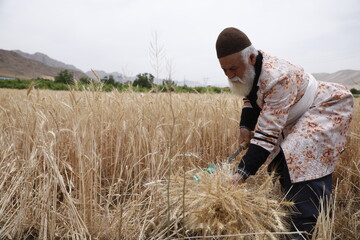 جزئیات اجرای طرح جهش تولید در دیم‌زارها