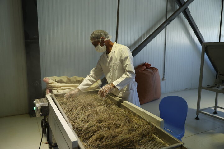 افتتاح کارخانه فرآوری گیاهان دارویی در گچساران توسط ستاد اجرایی فرمان امام