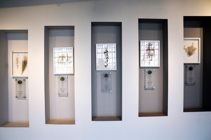 بازدید رییس ستاد اجرایی فرمان امام از شهرک دارویی برکت