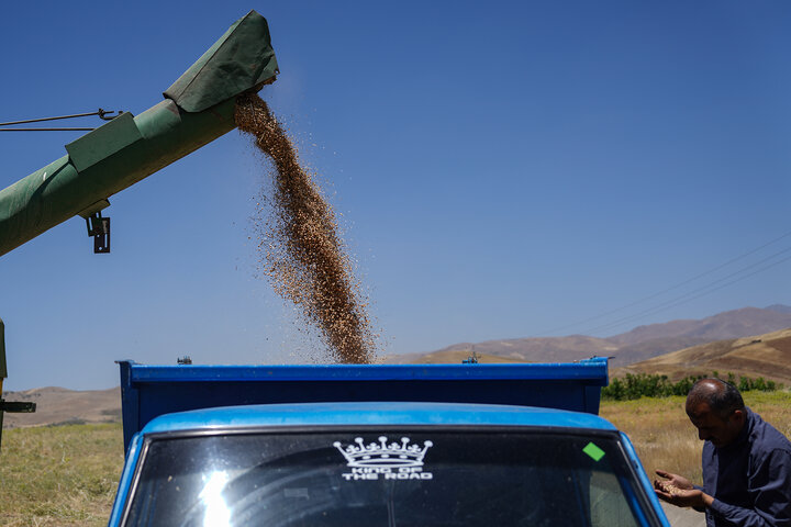 برداشت محصول دیمزار