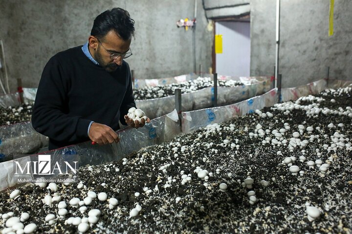 از نگاه رسانه/ طرح‌های اشتغال برکت در استان خوزستان