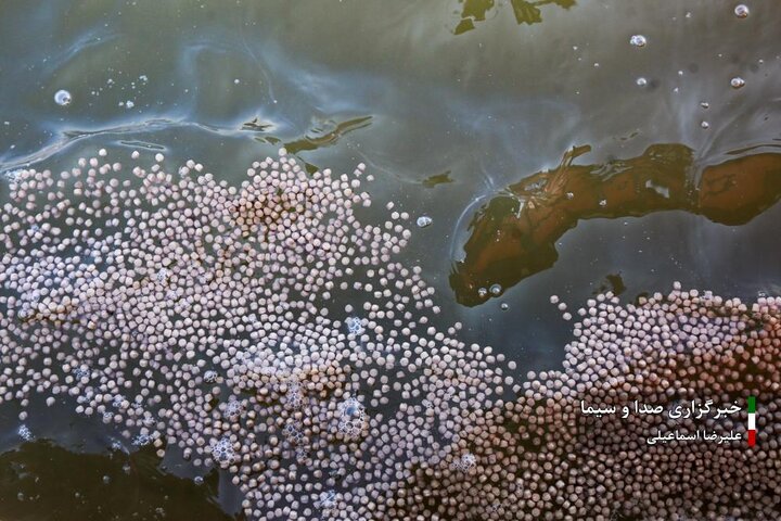 از نگاه رسانه/ طرح‌های اشتغال برکت در استان خوزستان