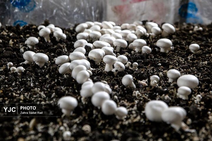 از نگاه رسانه/ طرح‌های اشتغال برکت در استان خوزستان