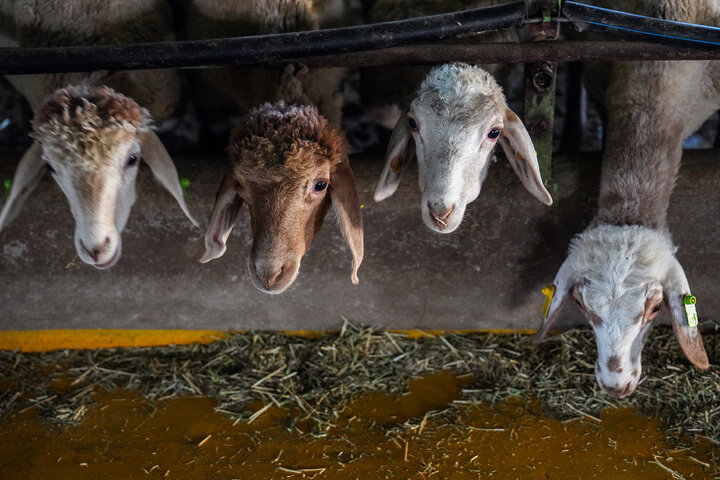 بازدید رئیس ستاد اجرایی فرمان امام از مجتمع‌های شرکت زرین کشت پایدار