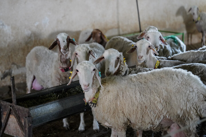 بازدید رئیس ستاد اجرایی فرمان امام از مجتمع‌های شرکت زرین کشت پایدار