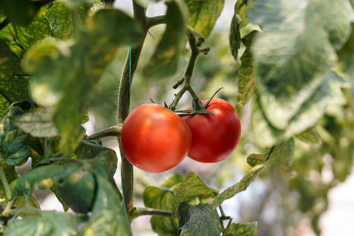 بازدید رئیس ستاد اجرایی فرمان امام از مجتمع‌های شرکت زرین کشت پایدار