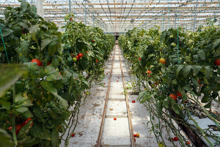 بازدید رئیس ستاد اجرایی فرمان امام از مجتمع‌های شرکت زرین کشت پایدار