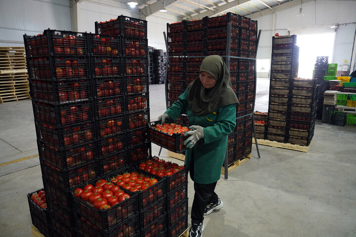 بازدید رئیس ستاد اجرایی فرمان امام از مجتمع‌های شرکت زرین کشت پایدار