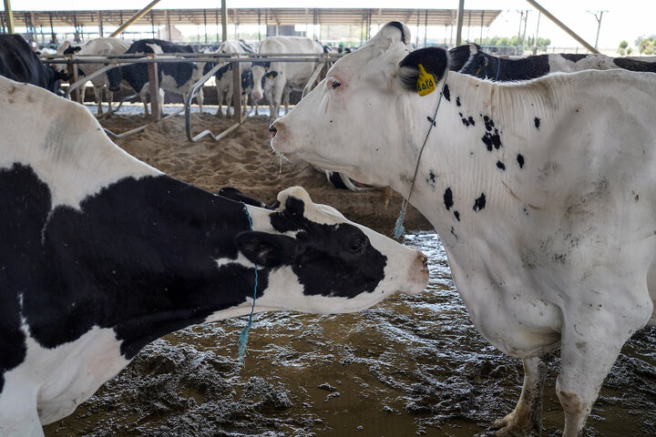 بازدید رئیس ستاد اجرایی فرمان امام از مجتمع‌های شرکت زرین کشت پایدار