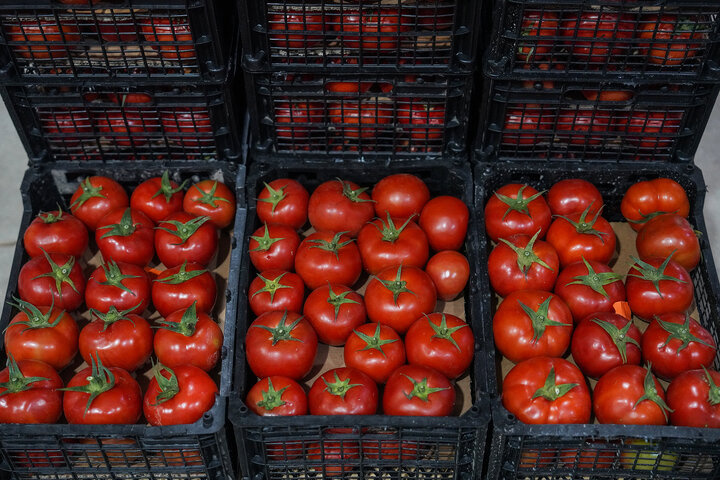 بازدید رئیس ستاد اجرایی فرمان امام از مجتمع‌های شرکت زرین کشت پایدار