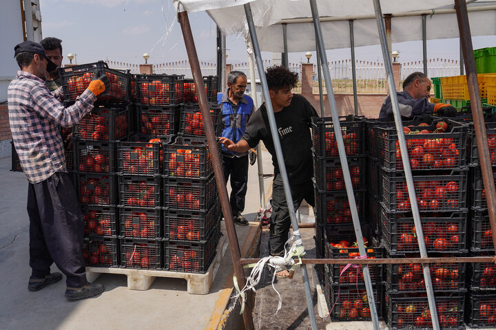 بازدید رئیس ستاد اجرایی فرمان امام از مجتمع‌های شرکت زرین کشت پایدار