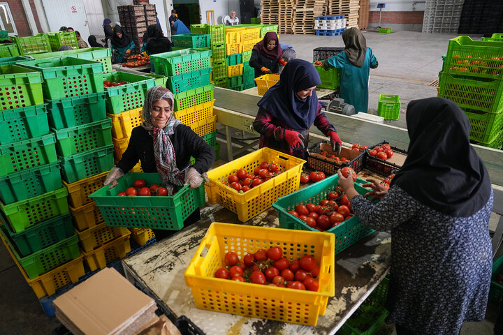 بازدید رئیس ستاد اجرایی فرمان امام از مجتمع‌های شرکت زرین کشت پایدار