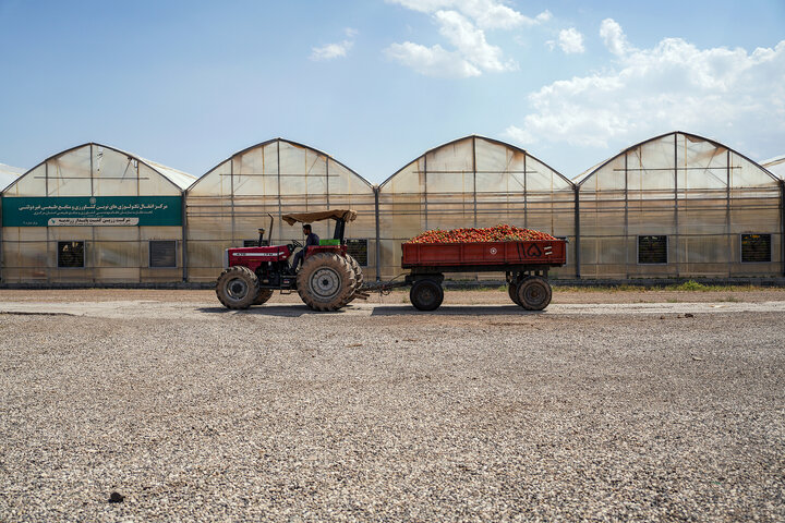 بازدید رئیس ستاد اجرایی فرمان امام از واحدهای تولیدی شرکت زرین کشت پایدار